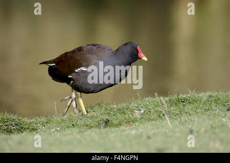 Teichhuhn, Gallinula Chloropus, einzelne Vogel durch Wasser, Derbyshire, Oktober 2015 Stockfoto