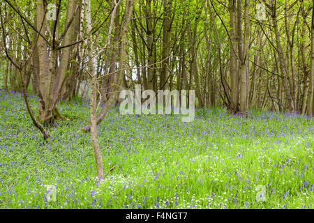 Bluebells und andere Wildblumen in Wäldern, Callow Holz, Derbyshire, Peak District, England, Großbritannien Stockfoto