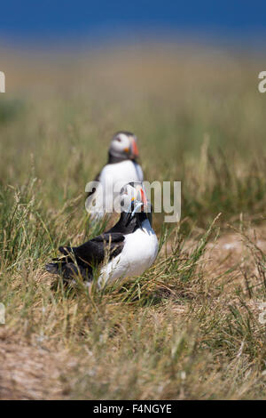 Papageitaucher Fratercula Arctica, auf Boden, Grundnahrungsmittel Insel, Northumberland, England im Juni. Stockfoto