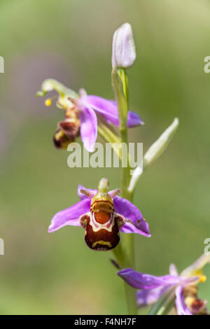 Biene Orchidee Ophrys Apifera, einzelne Spike in Blume, Collard Hügel, Somerset, Großbritannien im Juni. Stockfoto