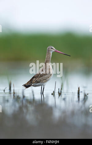 Uferschnepfe Limosa Limosa, Jugendkriminalität, Migration, Nahrungssuche im Sumpf, Tiszaalpár, Ungarn im Juli. Stockfoto