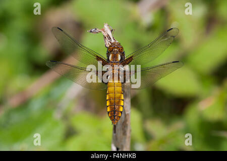 Breit-bodied Chaser Libellula Depressa, unreif, thront auf Stick, Haugh Wood, Herefordshire, England im Mai. Stockfoto