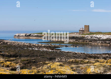 Landschaft Blick auf Seevogel-Kolonie und St. Cuthbert Kapelle, Inner Farne, Northumberland, England im Juni 2009. Stockfoto