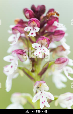 Verbrannt-Tip Orchidee Neotinea Ustulata, einzelne Spitze in der Blume, Martin Down, Hampshire, UK im Mai. Stockfoto