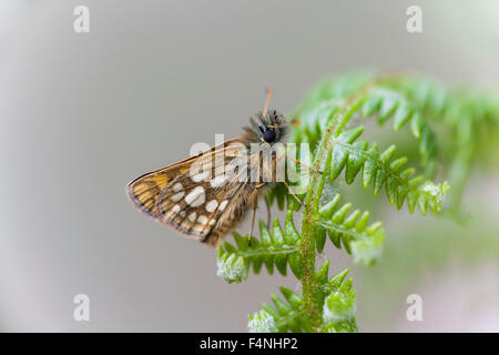 Karierte Skipper Carterocephalus Palaemon, Imago, Bracken Wedel, gehockt, Ariundle Oakwood, Schottland, UK im Mai. Stockfoto