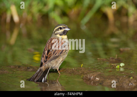 Zaunammer Bunting Emberiza Cirlus, Männchen am Straßenrand Pool, Agiasos, Lesbos im April. Stockfoto