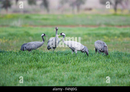 Kranich Grus Grus, Familie, Nahrungssuche in Getreide, Cabeza del Buey, Spanien im Februar. Stockfoto