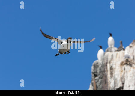 Gemeinsamen Guillemot Uria Aalge, Erwachsene, auf der Flucht vor der Klippe Kolonie, Inner Farne, Northumberland, England im Juni. Stockfoto