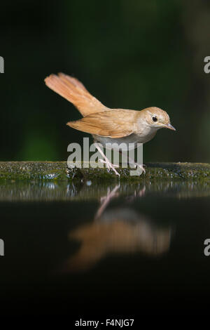 Nachtigall Luscinia Megarhynchos, gelegen am Wald Beckenrand, Soltvadkert, Ungarn im Juni. Stockfoto