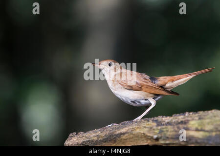 Nachtigall Luscinia Megarhynchos thront bei Soltvadkert, Ungarn im Juni. Stockfoto