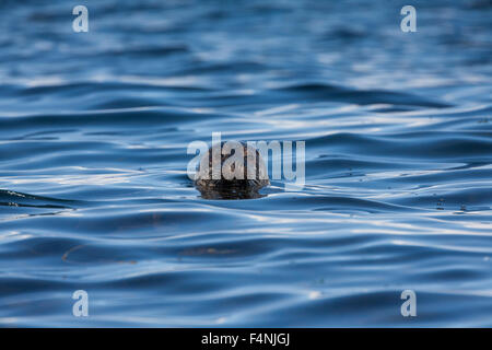 Robbe Phoca vitulina, Schwimmen im blauen Meer, Leebitten, Festland, Shetland Inseln im Juni. Stockfoto