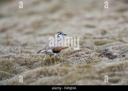 Eurasische Dotterel Charadrius Morinellus, weibliche auf Moorland an Ban Carn Mòr, Schottland im Mai. Stockfoto