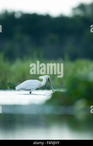 Eurasische Löffler Platalea Leucorodia, Erwachsene, Nahrungssuche im Sumpf, Tiszaalpár, Ungarn im Juni. Stockfoto