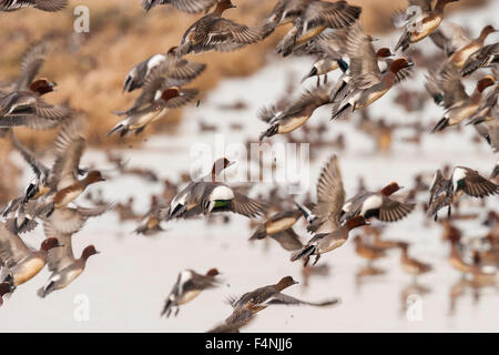 Eurasische Pfeifenten Anas Penelope, Herde, Schwimmen im Wasser & abheben, Buckenham Marshes, Norfolk, Großbritannien im Januar geöffnet Stockfoto