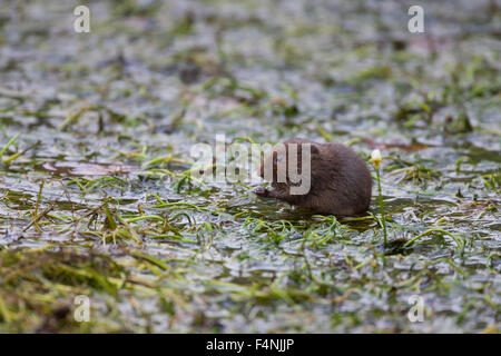 Europäische Wasser-Wühlmaus Arvicola Amphibius, sitzen am Wasser Unkraut, Cheddar Gorge, Somerset, UK im September. Stockfoto