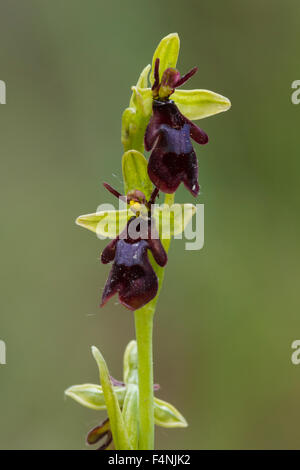 Orchidee Ophrys Insectifera, einzelne Spitze in der Blume, St. Meyme de Rozens, Dordogne, Frankreich im Mai zu fliegen. Stockfoto