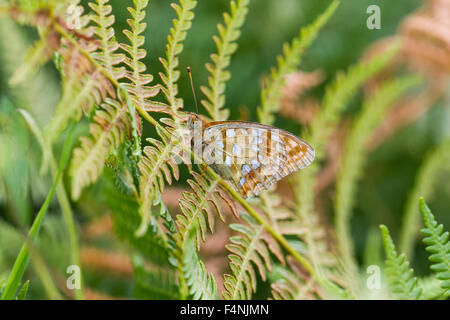 Hohe braune Fritillary Fabriciana Adippe, Imago, Schlafplatz auf Bracken, Barkbooth Menge, Cumbria, England im Juli. Stockfoto