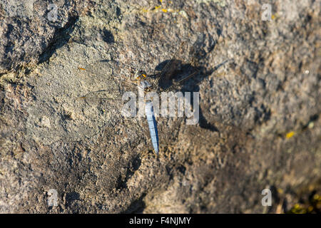 Gekielte Abstreicheisen Orthetrum Coerulescens, Erwachsene, thront auf Flechten bedeckten Felsen mit langen Schatten, Farm Lator, Ungarn im Juni. Stockfoto