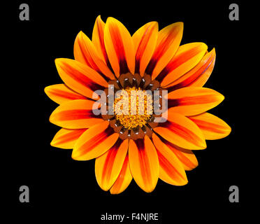 Schöne Orange Gerbera Blume mit gelben und schwarzen Zentrum auf schwarzem Hintergrund isoliert. Stockfoto