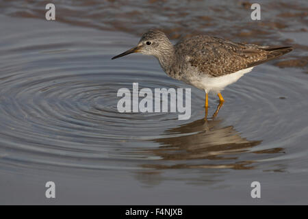 Weniger Yellowlegs Tringa Flavipes, Winter Migrant, Nahrungssuche im Schlamm, Thornham Quay, Norfolk, Großbritannien im Februar. Stockfoto