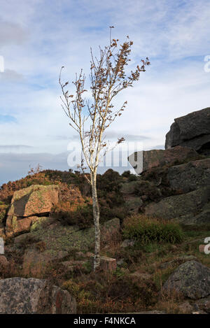 Eine einsame Birke wächst auf kleinen Ochsen Craig bei Bennachie, Aberdeenshire, Schottland, Vereinigtes Königreich. Stockfoto