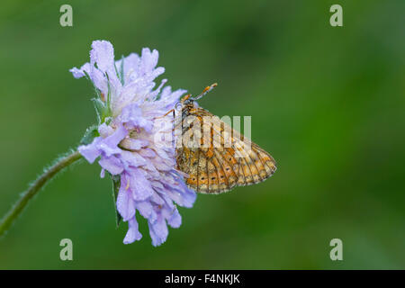 Marsh Fritillary Etikett Aurinia, Imago, Schlafplatz auf Feld Witwenblume Knautia Arvensis, Dordogne, Frankreich im Mai. Stockfoto