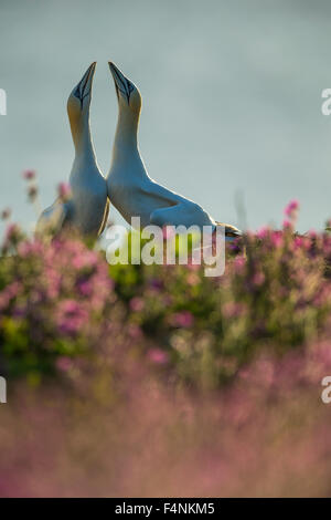 Northern gannet Morus bassanus, erwachsene Paar, Anzeigen in der Kolonie, Bempton Cliffs, East Riding von Yorkshire, UK im Juni. Stockfoto