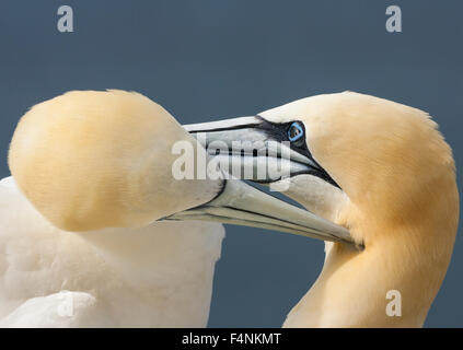 Basstölpel Morus Bassanus, zwei Erwachsene, sich gegenseitig putzen bei Bass Rock, Schottland, UK im Juni. Stockfoto