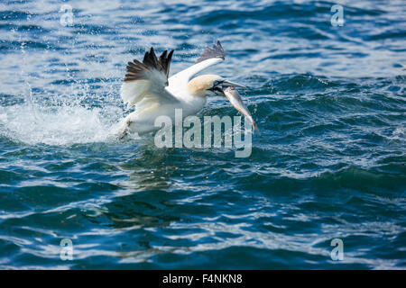 Basstölpel Morus Bassanus, Erwachsene, einen Fisch zu fangen, Bempton Cliffs, Yorkshire, Großbritannien im Juni. Stockfoto