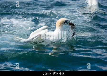 Basstölpel Morus Bassanus, Erwachsene, einen Fisch zu fangen, Bempton Cliffs, Yorkshire, Großbritannien im Juni. Stockfoto