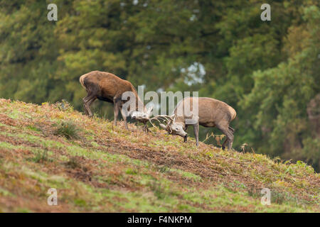 Rothirsch Cervus Elaphus, Männchen, Spurrinnen auf Moorland, Bradgate Park, Leicestershire, UK im November. Stockfoto