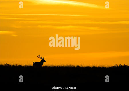 Rothirsch Cervus Elaphus, Erwachsene männliche Silhouette bei Sonnenaufgang, Exmoor, Somerset, UK im Oktober. Stockfoto