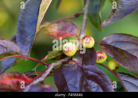 Malus Halliana. Crab Apple Früchte im Herbst. Stockfoto