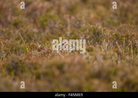 Moorschneehuhn Lagopus Lagopus, Küken, versteckt im Heidekraut, Glenkyllachy, Scotland, UK im April. Stockfoto