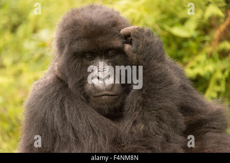 Gorilla kratzt sich den Kopf mit geschlossenen Augen Stockfoto