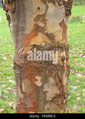 Der Stamm und Rinde auf einer Hybrid-Platane Platanus X acerifolia Detail. Stockfoto