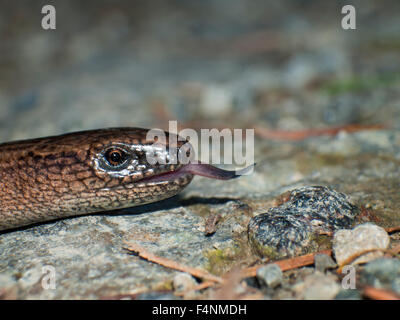 Porträt von Blindworm kriechend, geschiedenen Fragilis, Zunge schnippte. Stockfoto