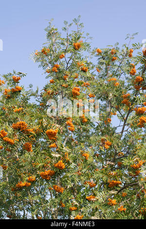 Birgitta Sorbus. Eberesche mit Beeren im Herbst. UK Stockfoto