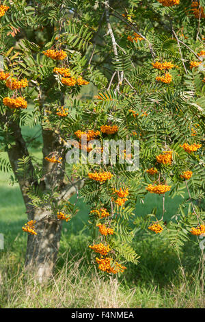 Birgitta Sorbus. Eberesche mit Bernatureries im Herbst. UK Stockfoto