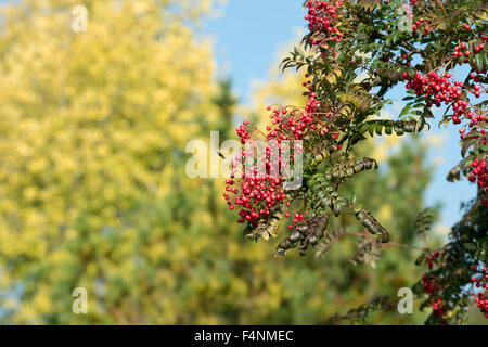 Sorbus rose Königin. Eberesche mit Beeren im Herbst. UK Stockfoto