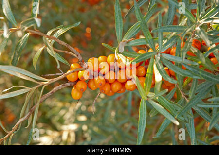 Sanddorn in Gullane Schach Stockfoto