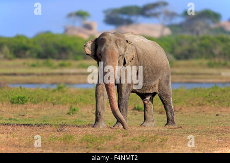 Sri Lanka Elefant (Elephas Maximus Maximus), Männchen, Nahrungssuche, Yala-Nationalpark, Sri Lanka Stockfoto