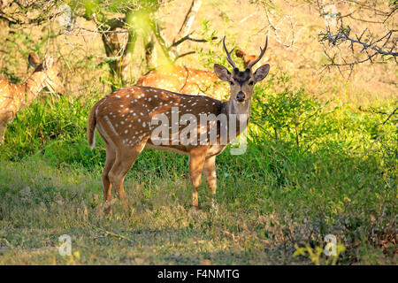 Sri Lanka Axishirsch (Axis Axis Ceylonensis), Erwachsene, Männlich, alert, Yala-Nationalpark, Sri Lanka Stockfoto