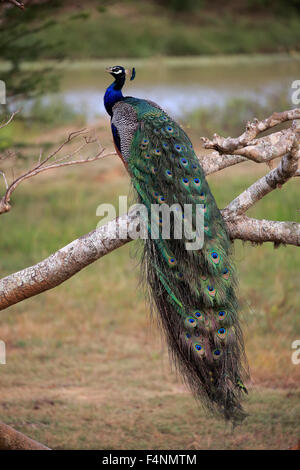 Indischen Pfauen (Pavo Cristatus), Erwachsene, Männlich, ruft auf der Suche, sitzt auf einem Baum, Bundala Nationalpark, Sri Lanka Stockfoto