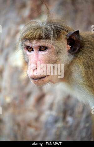 Toque Makaken (Macaca Sinica) Erwachsene, Porträt, Yala-Nationalpark, Sri Lanka Stockfoto