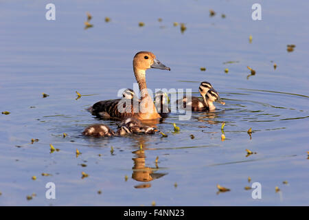 Geringerem pfeifende Ente (Dendrocygna Javanica), erwachsenes Weibchen mit Entenküken im Wasser, Bundala Nationalpark, Sri Lanka Stockfoto