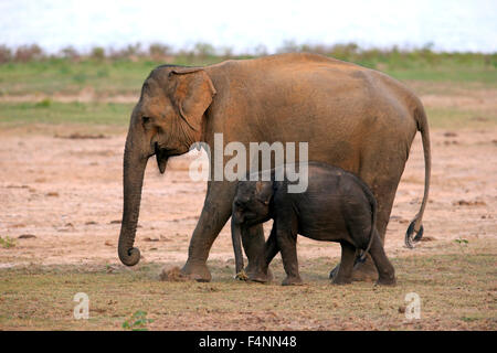 Sri Lanka Elefant (Elephas Maximus Maximus), Mutter mit Kalb, Essen, Yala-Nationalpark, Sri Lanka Stockfoto