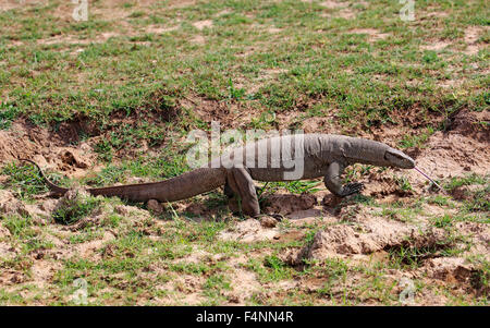 Bengal Monitor oder gemeinsame indische Monitor (Varanus Bengalensis), Erwachsene, Nahrungssuche, flackernden Zunge, Udawalawe National Park Stockfoto