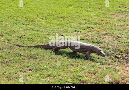 Bengal Monitor oder gemeinsame indische Monitor (Varanus Bengalensis), Erwachsene, Nahrungssuche, flackernden Zunge, Udawalawe National Park Stockfoto