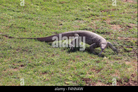 Bengal Monitor oder gemeinsame indische Monitor (Varanus Bengalensis), Erwachsene, Nahrungssuche, flackernden Zunge, Udawalawe National Park Stockfoto
